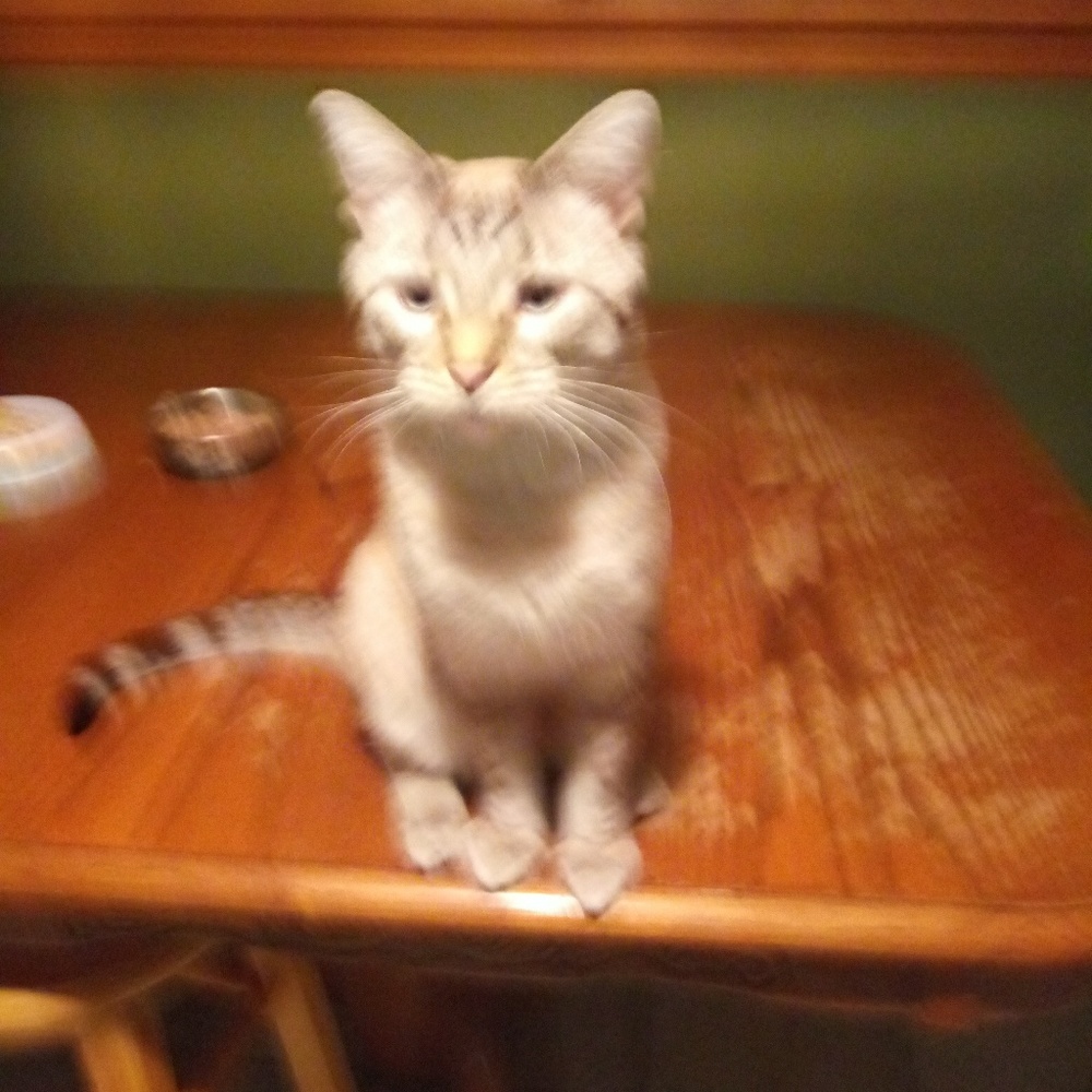 Meet your Posher, Liz